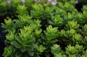 sedum-takesimense-details-pepiniere-arc-en-fleurs