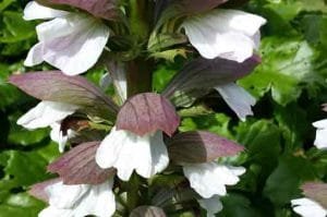 acanthus-mollis-pepiniere-arc-fleurs-plantes-vivaces
