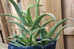 aloe-arborescens-papiniere-arc-en-fleurs-succulentes-sac