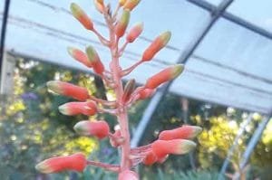 aloe-dumetorum-pepiniere-arc-en-fleurs-fleurs