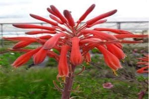 aloe-saponaria-pepiniere-arc-en-fleurs-plantes-vivaces