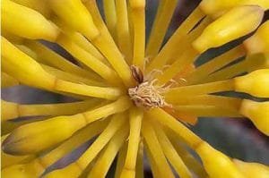 aloe-sinkatana-pepiniere-arc-en-fleurs