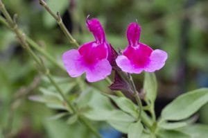 salvia-icing-sugar-pepiniere-arc-en-fleurs-massif-plantes-vivaces