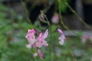 salvia-stormy-pink-pepiniere-arc-en-fleurs-plantes-vivaces