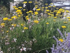 Achillea_filipendulina_massif_vivace
