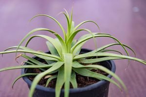 Agave-Bracteosa