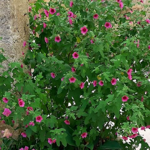 Anisodontea El Rayo Duree De Vie