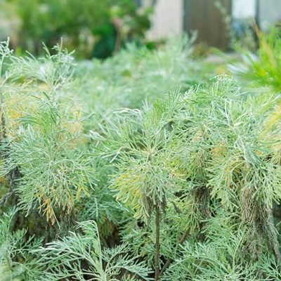 Artemisia_Porquerolles