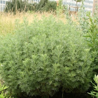 Artemisia_abrotanum