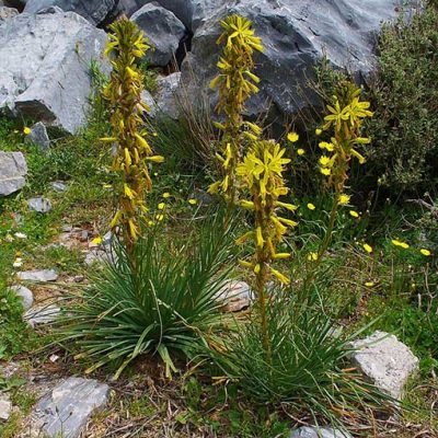 Asphodeline_lutea