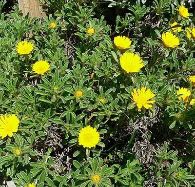 Asteriscus_maritimus
