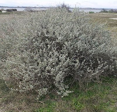Atriplex_halimus