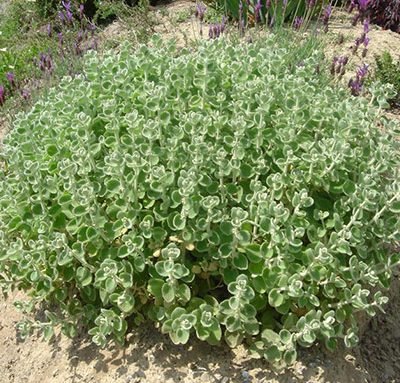 Ballota_pseudodictamnus_1