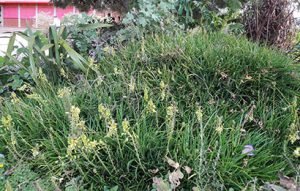 Bulbine_frutescens_floraison
