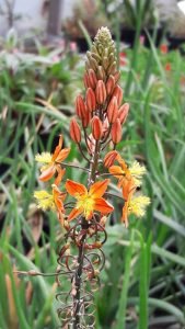 Bulbine_frutescens_hallmark