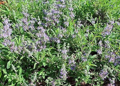 Salvia_Bee's_Bliss