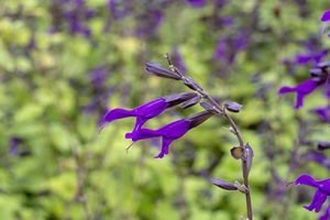 Salvia_amistad