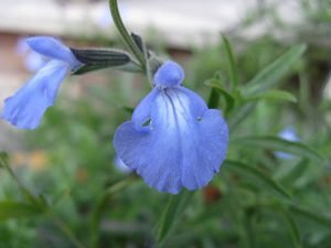 Salvia_azurea_fleur_bleu_azur