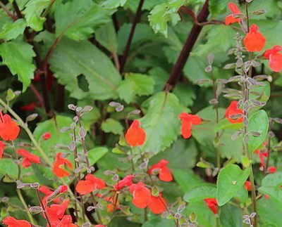 Salvia_blepharophylla
