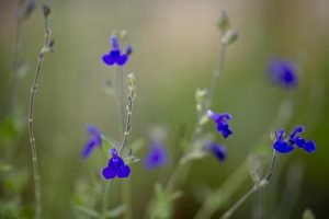 Salvia_chamaedryoides_fleurs