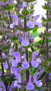 Salvia_chamelaeagnea_fleur