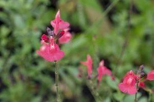 Salvia_el_duranzo