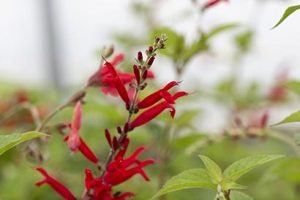 Salvia_elegans_sauge_ananas