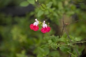 Salvia_hot_lips