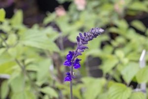 Salvia_indigo_spires