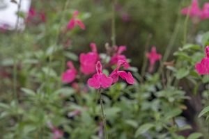 Salvia_james_compton