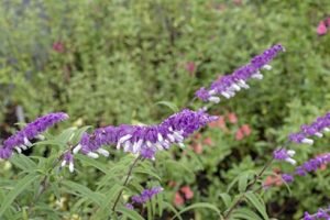 Salvia_leucantha