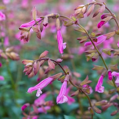 Salvia_love_and_wishes_fleurs