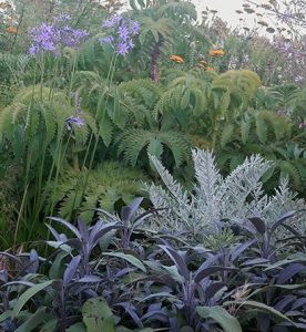 Salvia_officinalis_purpurascens_massif