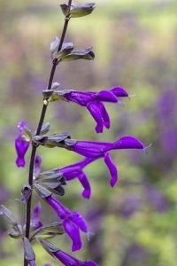 Salvia_purple_majesty