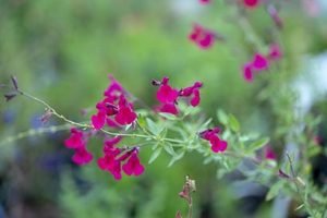 Salvia_raspberry_royale