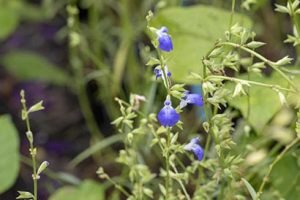 Salvia_reptans_erecta