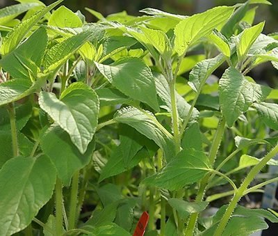 Salvia_rutilans