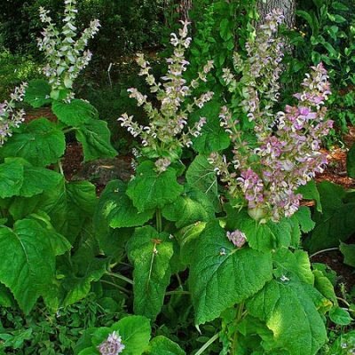 Salvia_sclarea