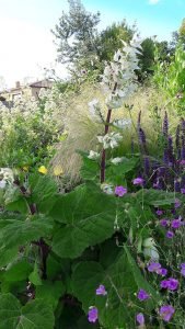 Salvia_sclarea_vatican_white