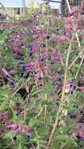 Salvia_semiatrata