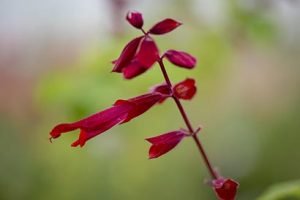 Salvia_splendens_van_houttei