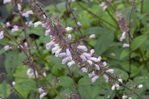 Salvia_waverly