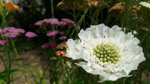 Scabiosa_caucasica_alba