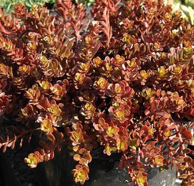 Sedum_makinoi_ogon