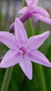 Tulbaghia_violacea_panaché_fleur