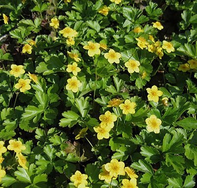 Waldsteinia_ternata