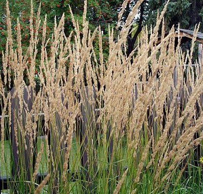 Calamagrostis_x_acutiflora_