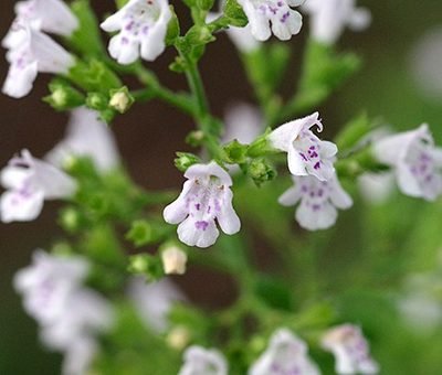 Calamintha_Nepeta