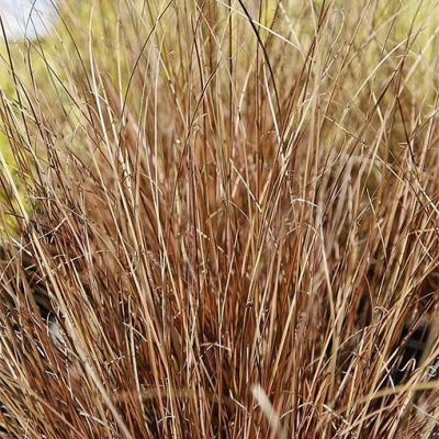 Carex_buchananii