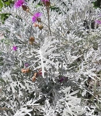 Centaurea_pulcherima